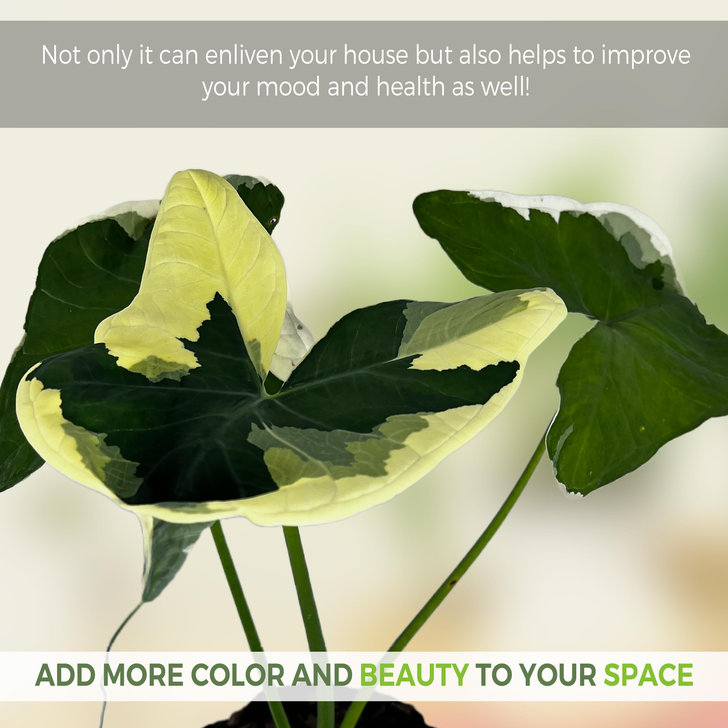 caring for an philodendron mamei Philodendron mamei – Silver-Mottled Creeping Philodendron main image 1