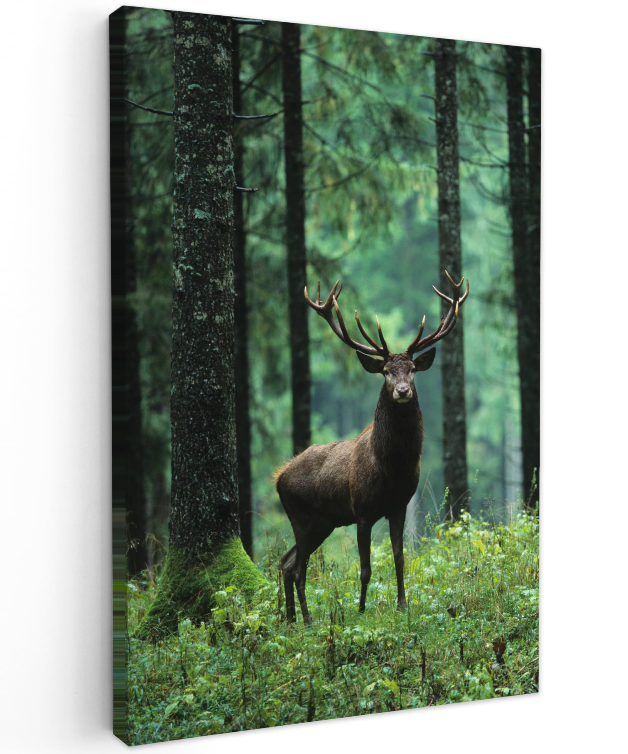 MuchoWow© Canvas Wall Art 31"x47" / 80x120 cm Decor Prints for Living Room Decorative Canvases Hall Artwork Deer - Forest - Trees - Animals - Nature — image 1
