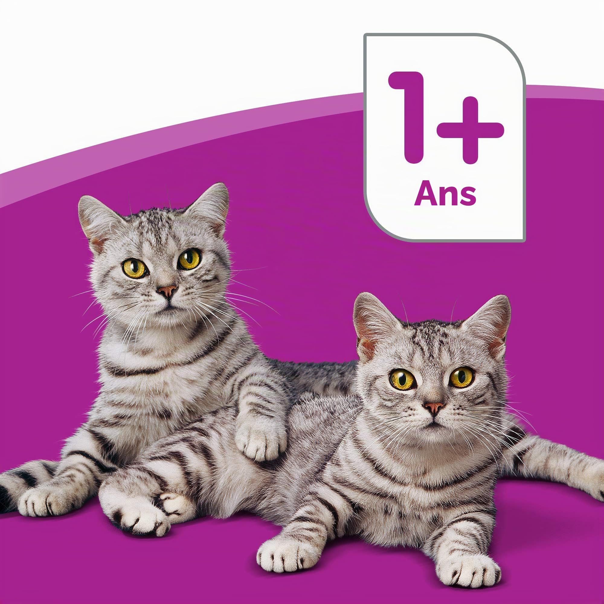 WHISKAS Repas pour Chat - 84 Sachets Fraîcheur 100g - Pâtée en Sauce - Poulet / Dinde / Canard / Volaille - Nourriture Complète & Equilibrée, Ingrédients Naturels, Adapté Chat Stérilisé