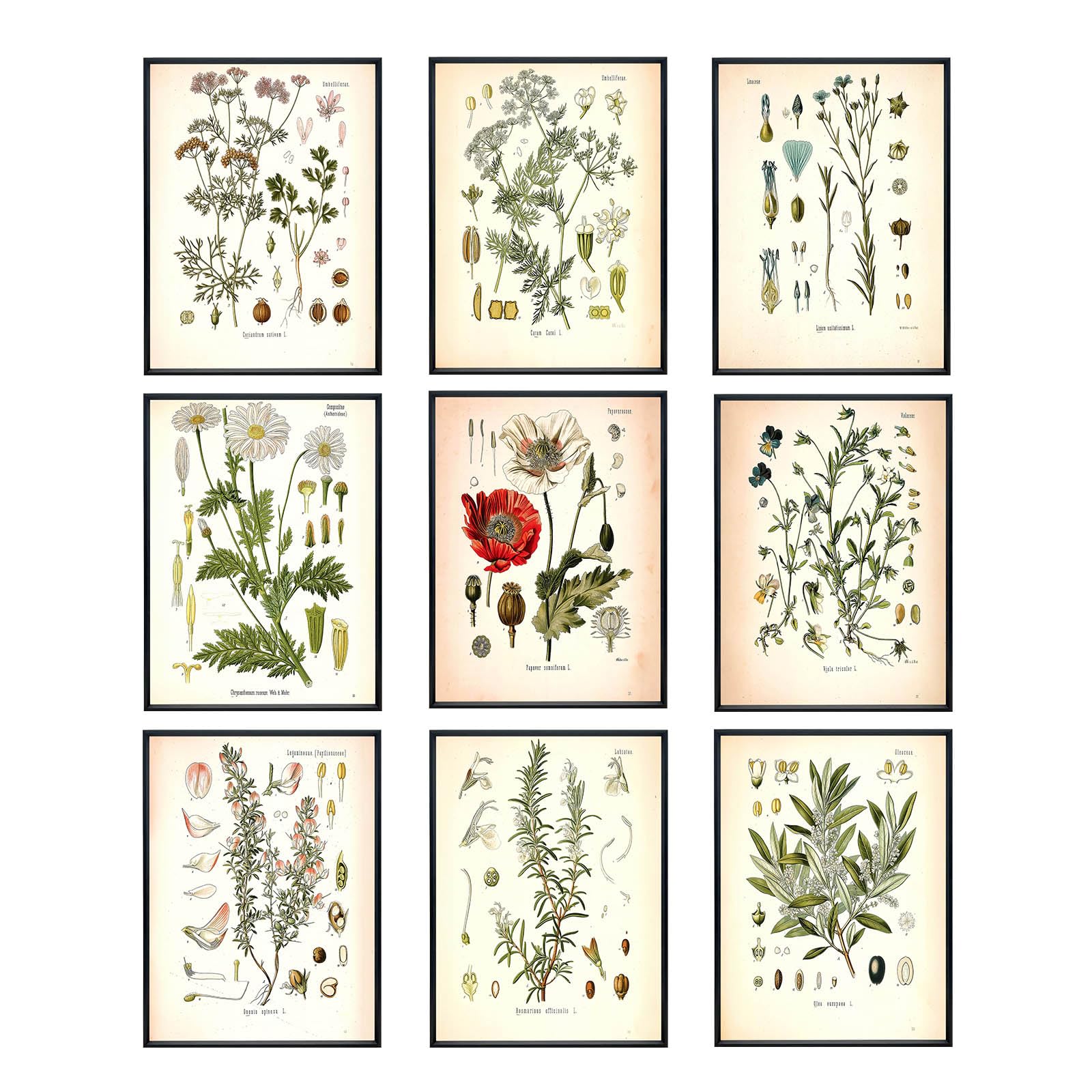 CRYUWOX Vintage Botanical Wall Art Wild Flower Posters Vintage Plant Wall Decor Botanical Room Decor for Bedroom Aesthetic Set of 9 Unframed 8x10 inch