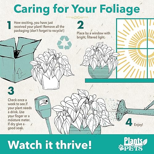 Miniatura 8 de Plantas de árbol de dinero para interiores decoración de plantas de dinero chinas árbol de bonsái decoración de Feng Shui plantas de casa para