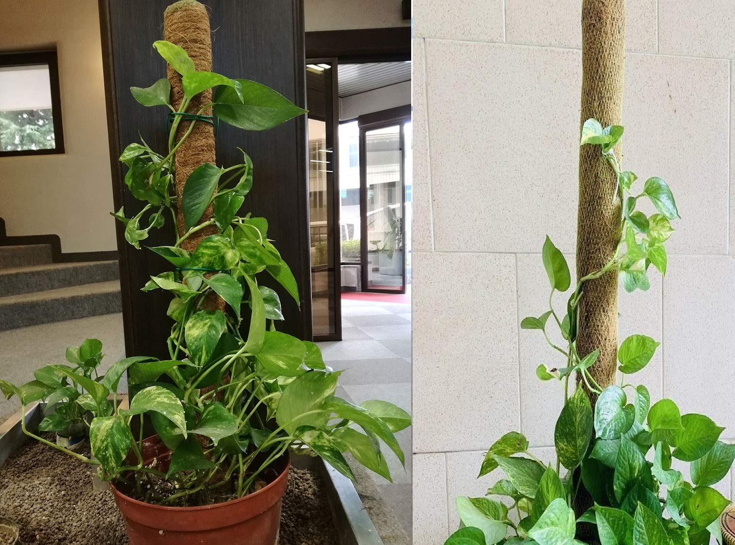 COIR GARDEN Coir Stick, Plant Support, House Plants, Indoor Plants and