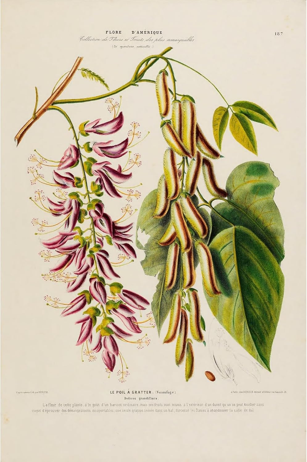 ArtDirect Flora of America, drawn from nature on the spot Pl.187 (1843) Unframed Art Print Giclee Poster by Etienne Denisse - Ready for Framing with Customization Sizes 7x10, 9x14, 13x20, 24x36, 32x48 and 40x60 inches
