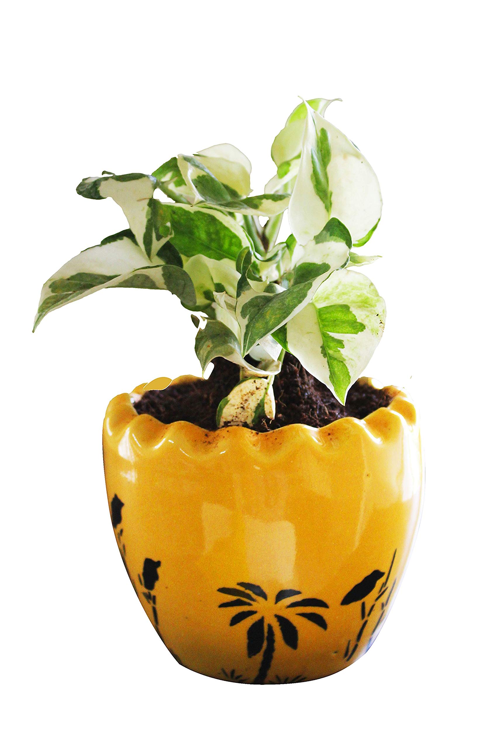 Rolling Nature Good Luck Air Purifying Njoy Money Plant in Yellow Ruffel Aroez Ceramic Pot (B07Q5G236X) Amazon Price History, Amazon Price Tracker