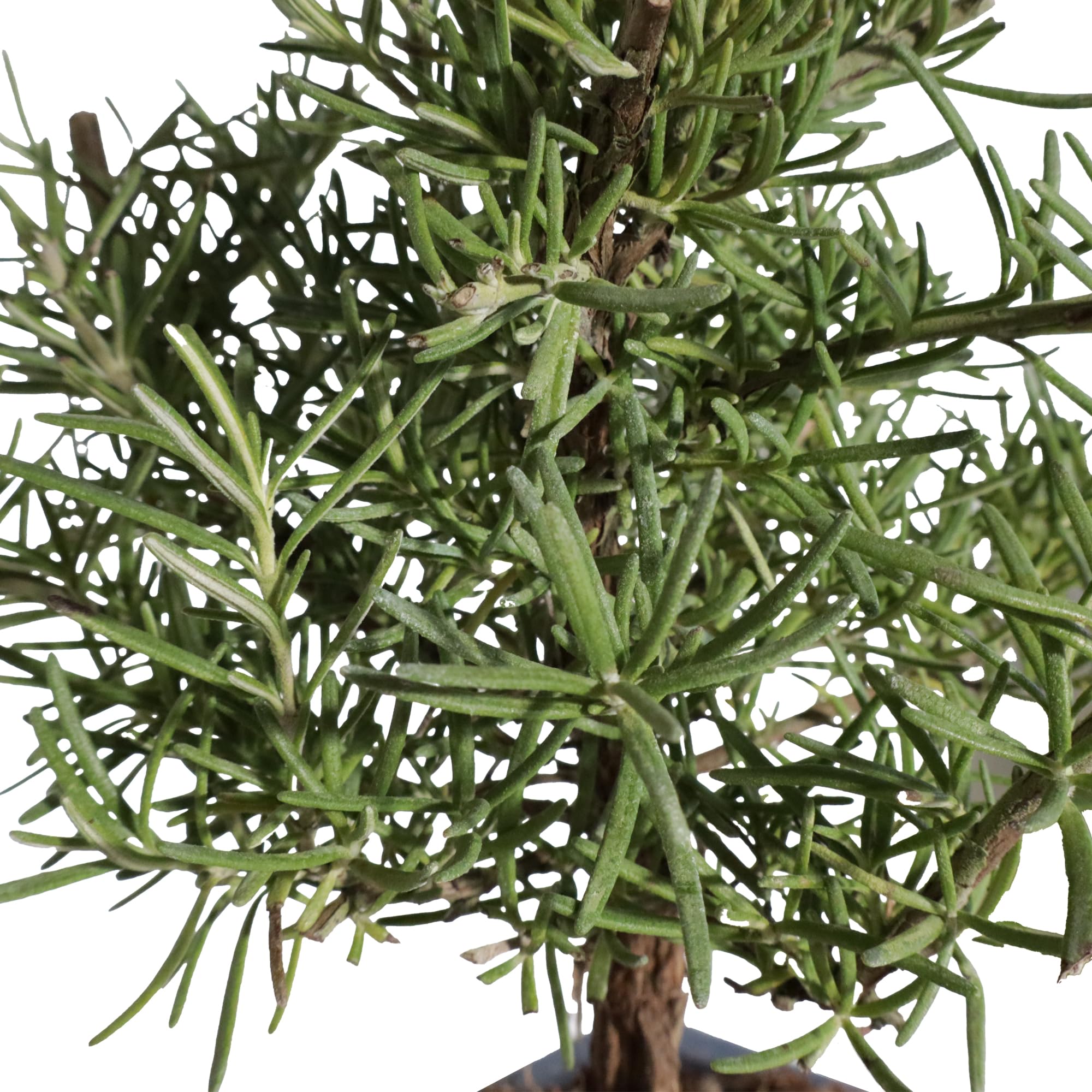 Kentis Bonsaï Romarin Rosmarinus Officinalis Vraie Bonsaï Ornemental d'Extérieur Vraies Plantes Aromatiques H 23-30 cm Pot Ø 19 cm
