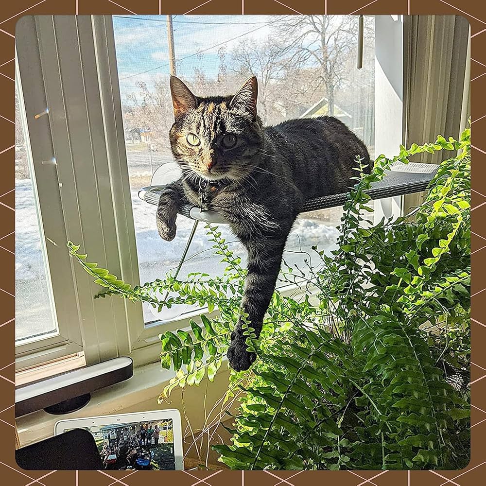 LSAIFATER Round 360u00b0 Sunbath And Cat Window Perch For Cat To Windowsill Hammock Window Seat For All Cats (L, Black LSAIFATER Round 360u00b0 Sunbath And Cat Window Perch For Cat To Windowsill Hammock Window Seat For All Cats (L, Black
