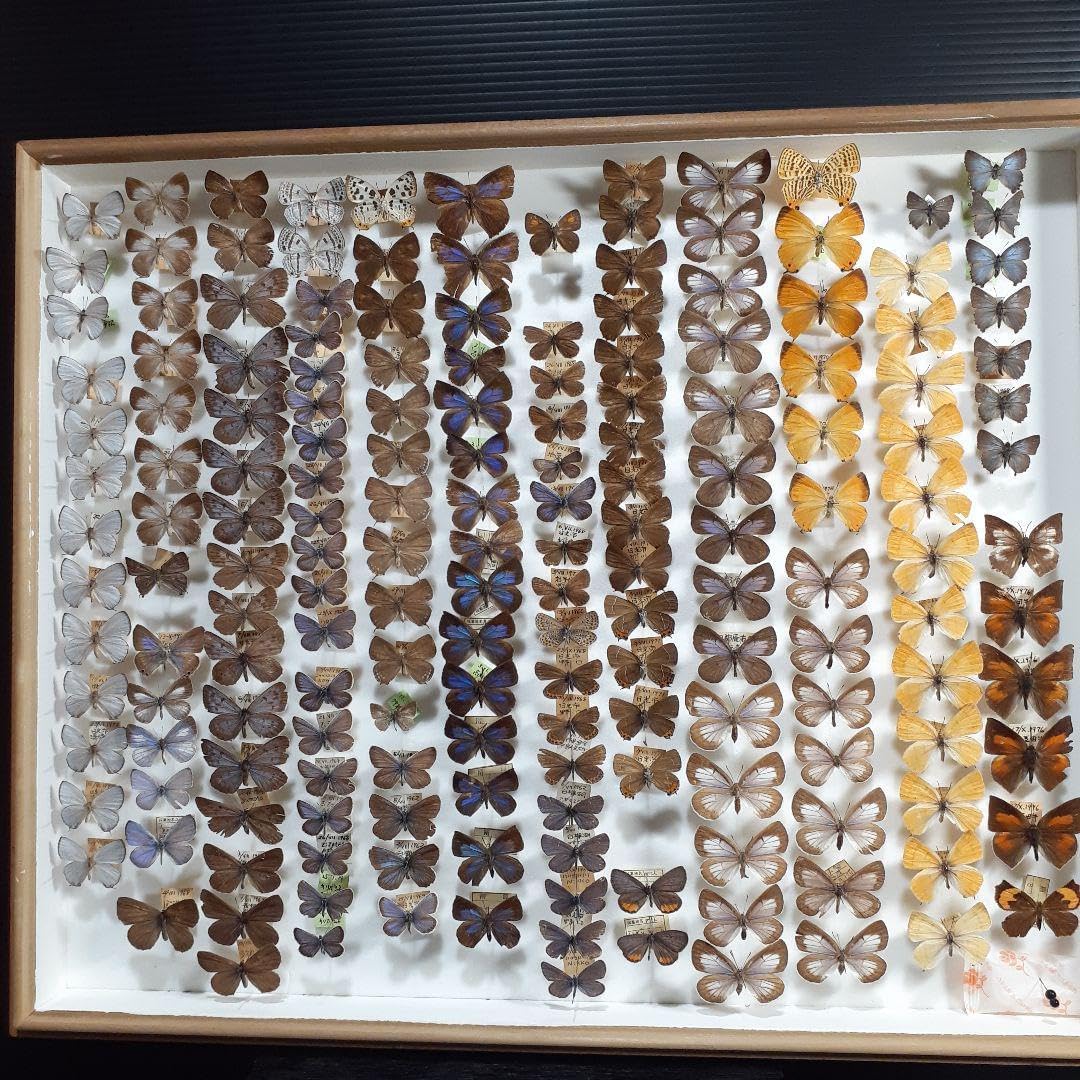 蝶標本　シジミチョウ22種180頭　大型ドイツ標本箱入り 蝶標本 シジミチョウ22種180頭 大型ドイツ標本箱入り <0729z蝶標本> 日本産