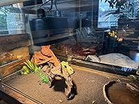 Review Image by ki ki