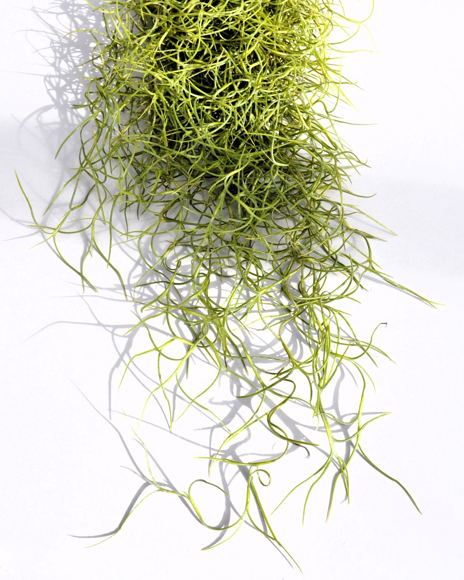 Tillandsia usneoides, Curiosarium, Barba de Viejo, Musgo Español, Planta del Aire, Planta Exótica, Verde Grisáceo, Interior/Exterior, Sin Sustrato, Colgante Decorativa, Longitud 50 cm, Diámetro 15 cm.