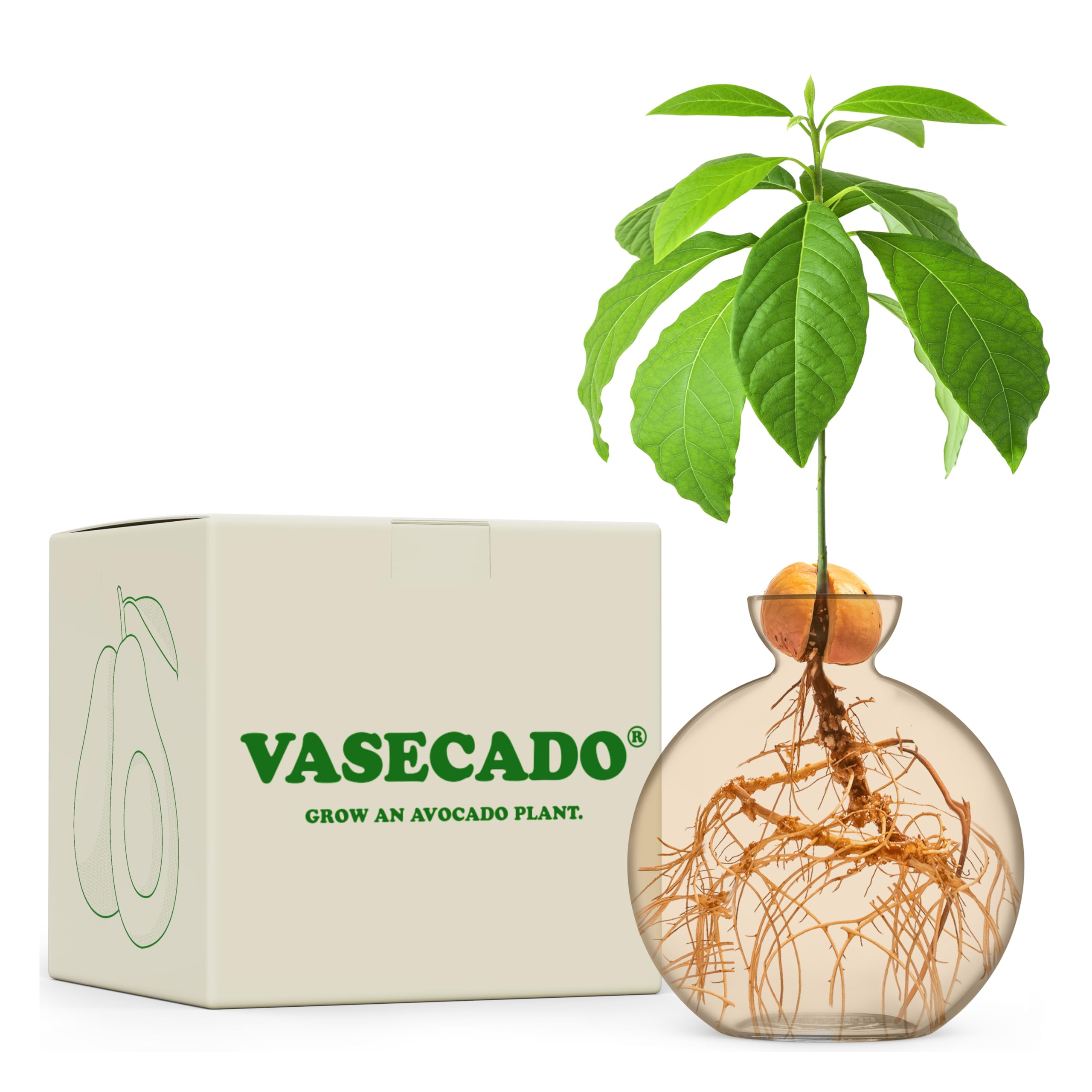 Vasecado Avocado Champagne Avocado Seed Vase For Avocados (Avocado Champagne)