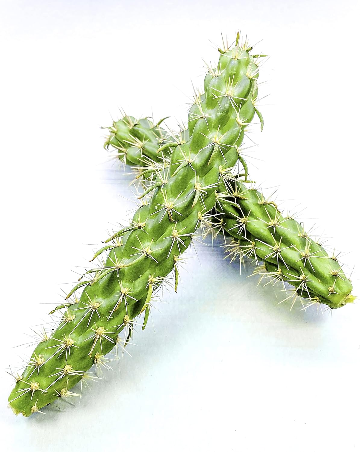 Creation Cultivated - (4 Cuttings) Live Cane Cholla Cactus Walkingstick Cactus Opuntia spinosior Cactus (Cylindropuntia spinosior) Winter Hardy Cactus - USDA Zone 5 Unrooted Cactus (4 Count)