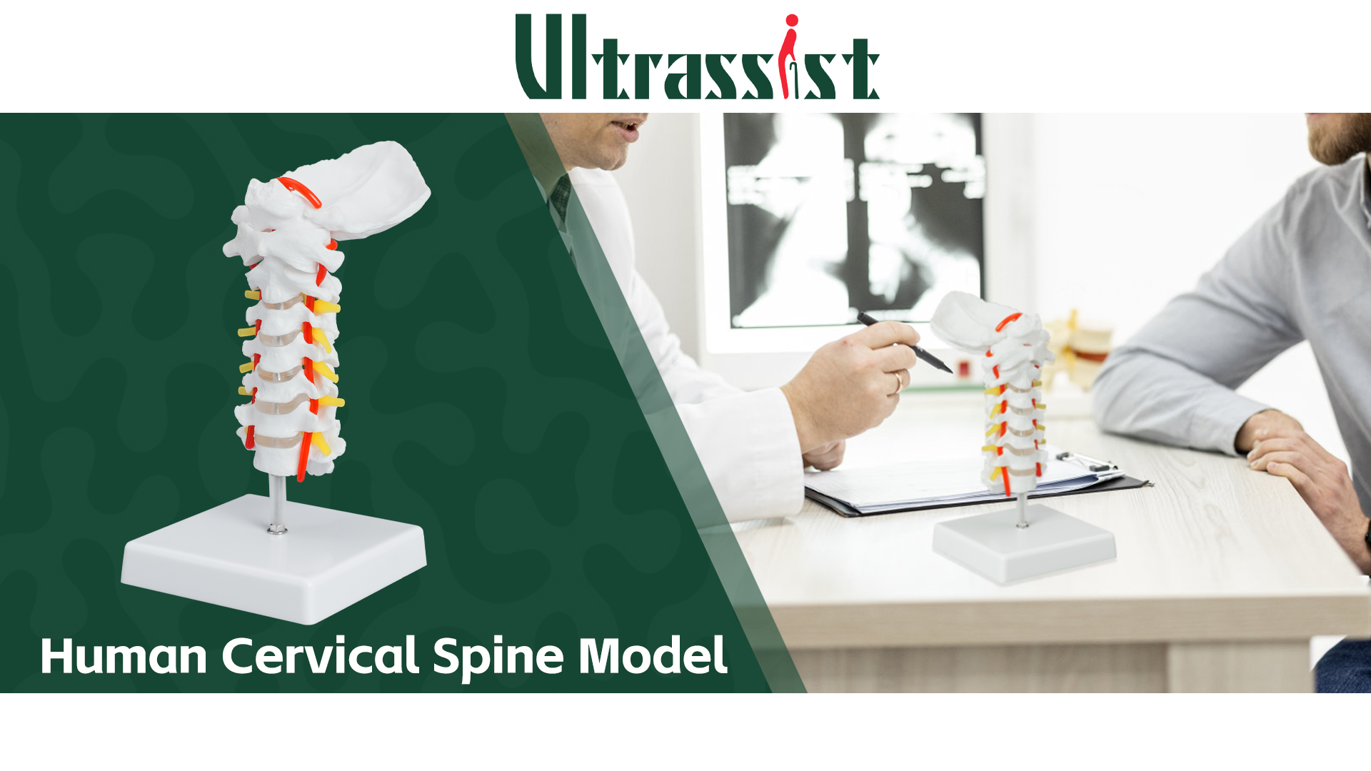 Image of Ultrassist Cervical Spine Model, Vertebrae and Arteries for Medical Tool | Life-size PVC design, cervical nerves, discs and occipital plate for teaching display