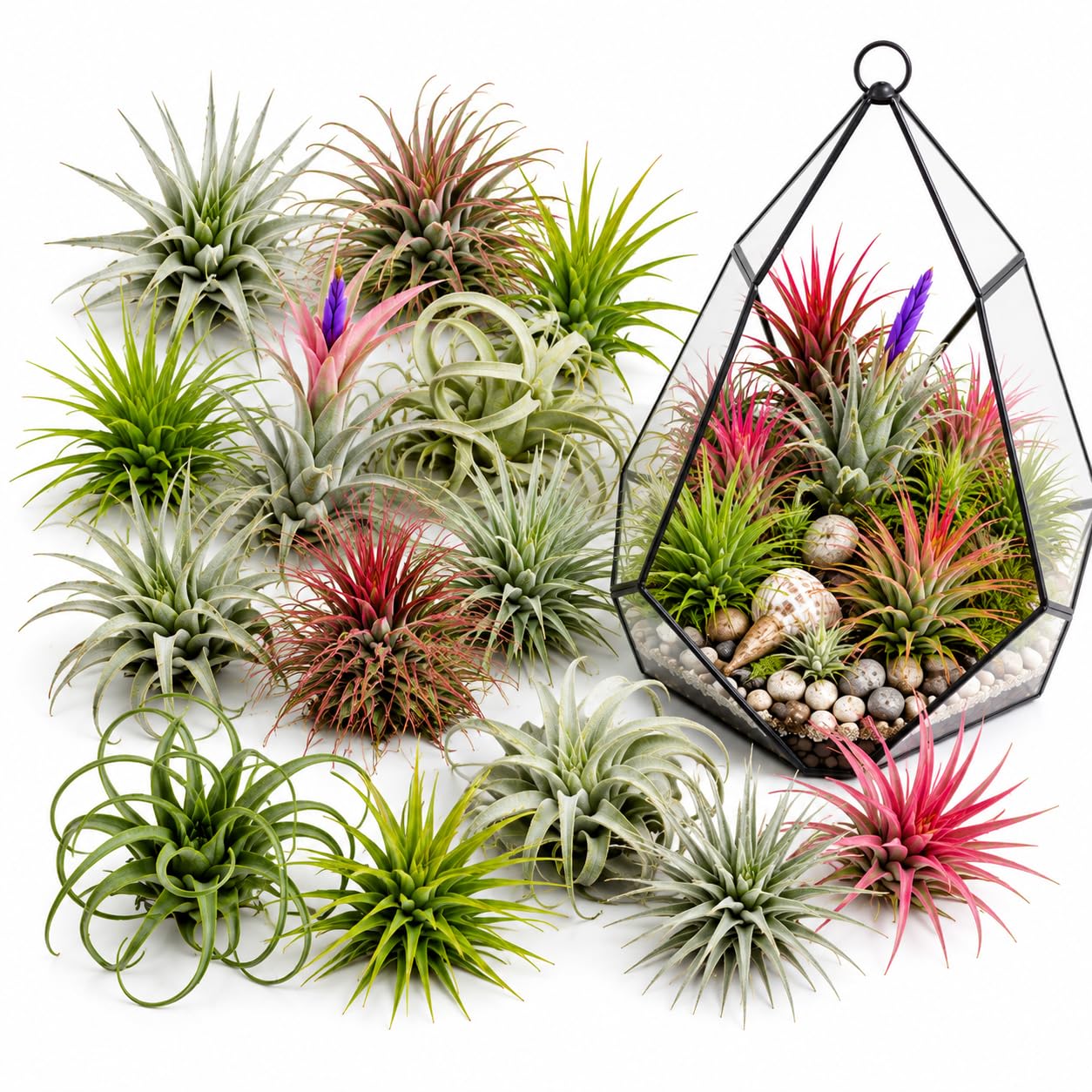 20 Assorted Tillandsia Air Plants Live, Decorative Houseplants, 2-3 Inch