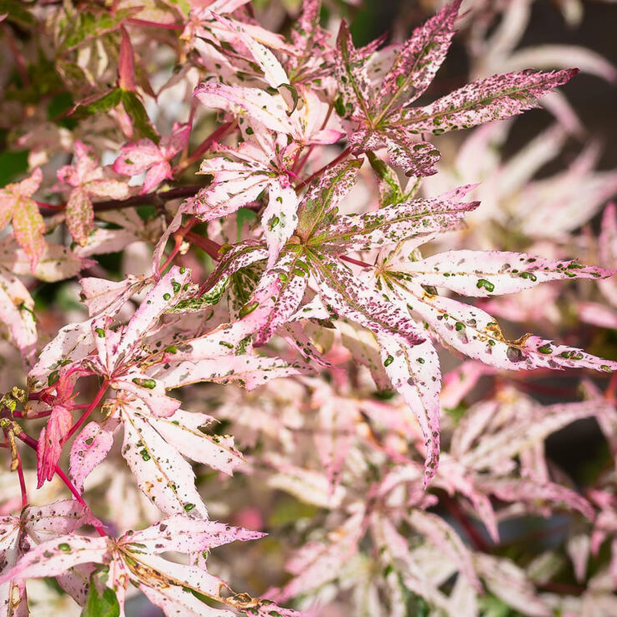 Acer Ukigumo - Floating Cloud Maple - Hardy Outdoor Tree for Gardens and Patios - Ornamental Deciduous Plant with Variegated Leaves in Pot (10 Litre Pot, 70-80cm)