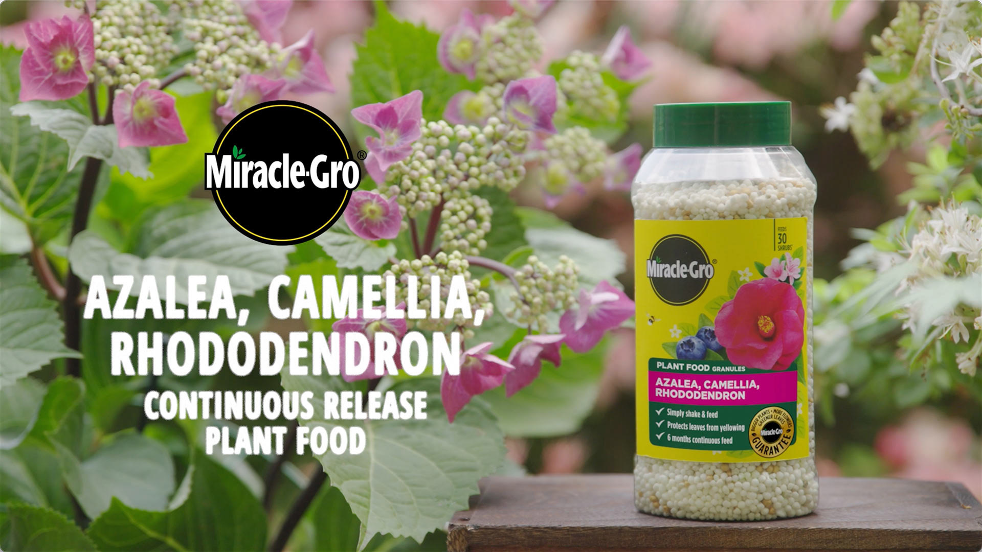 Miracle Gro Premium Azalea, Camellia and Rhododendron Continuous