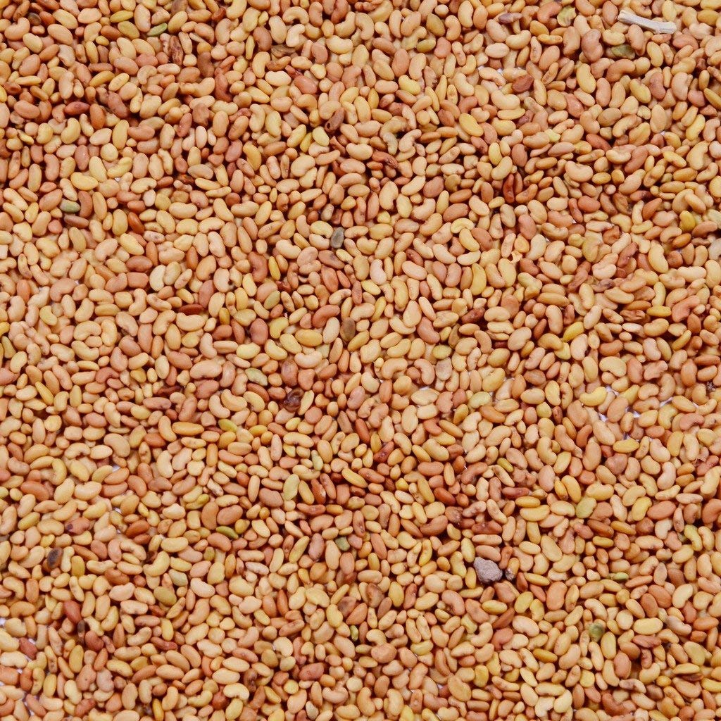 Mygodgift Organic Alfalfa Seeds Lucerne High Protein Grass Seeds for Sprouting and Cultivation (200g) (B09TTS133Q) Amazon Price History, Amazon Price Tracker