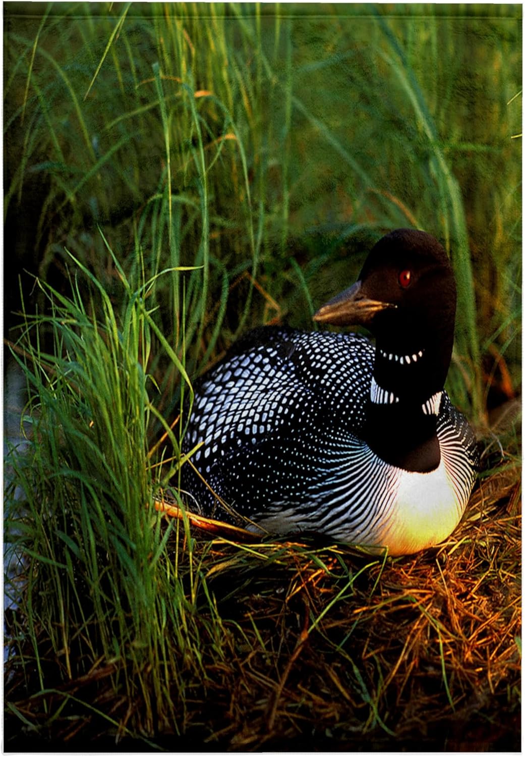 3dRose Minnesota, Common Loon Bird, Leech Lake - US24 PHA0015 - Peter Hawkins 22x30 Bath Hand Pool Towel