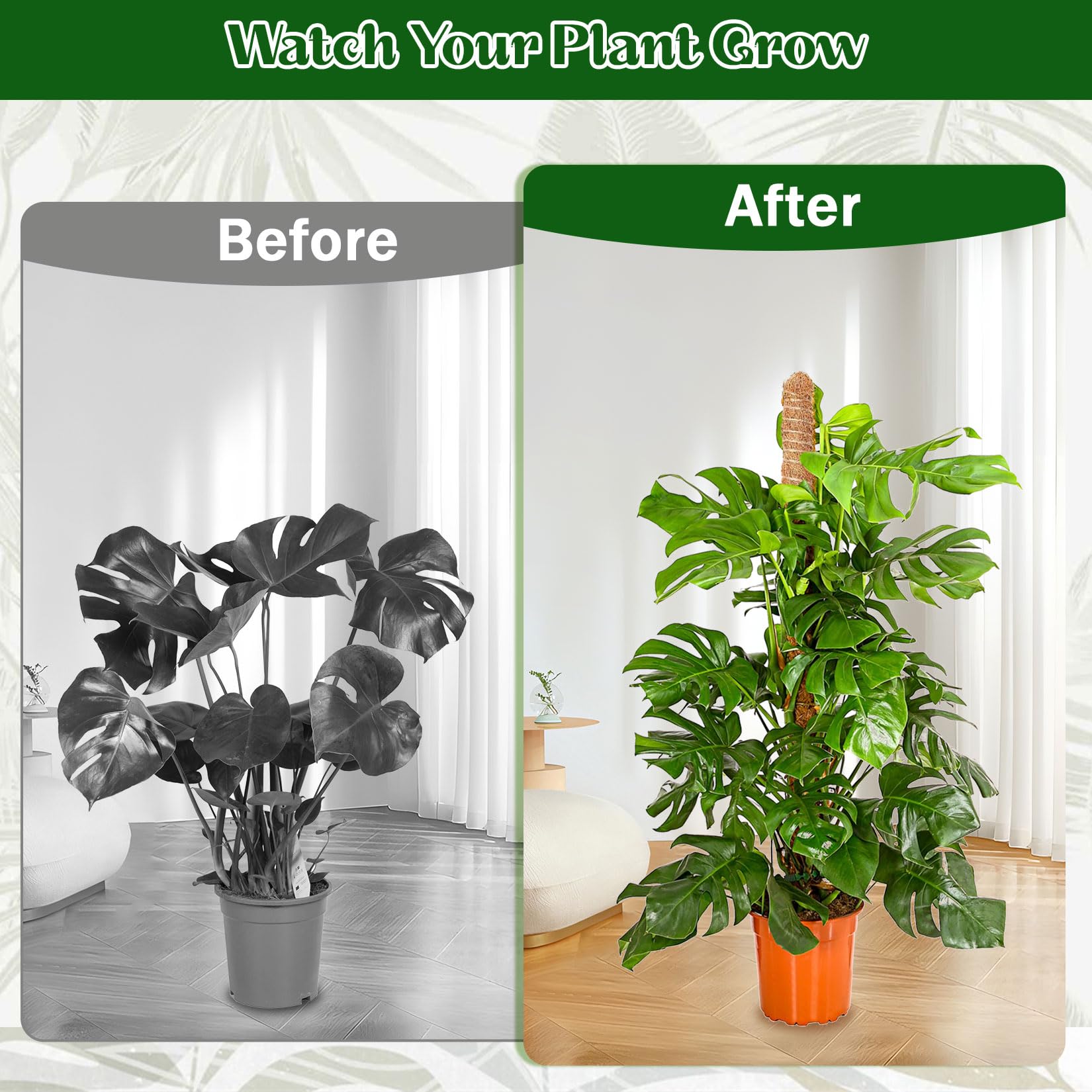 Monstera podpora do roślin pnących do roślin pnących do roślin pnących do wnętrz, 2 sztuki, 160 cm, drążek kokosowy Monstera, elastyczna pałeczka do mchu z akcesoriami
