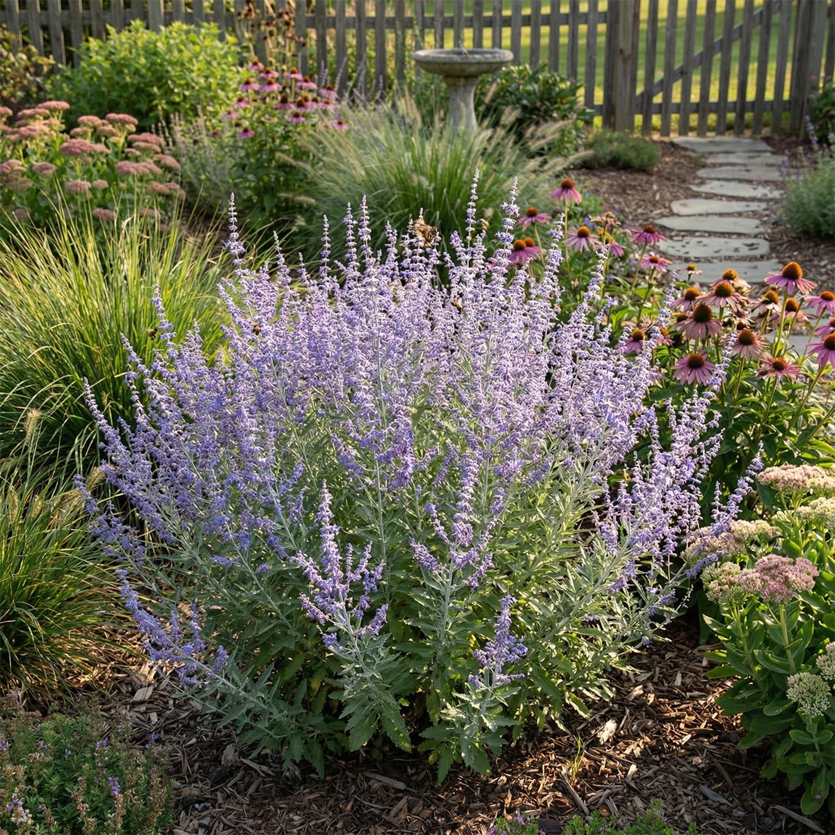 Bloomique - Perovskia Atriplicifolia Prime Time - Salvia russa - Piante da giardino - Resistenti all'inverno - Altezza 30-50 cm - Vaso 19 cm