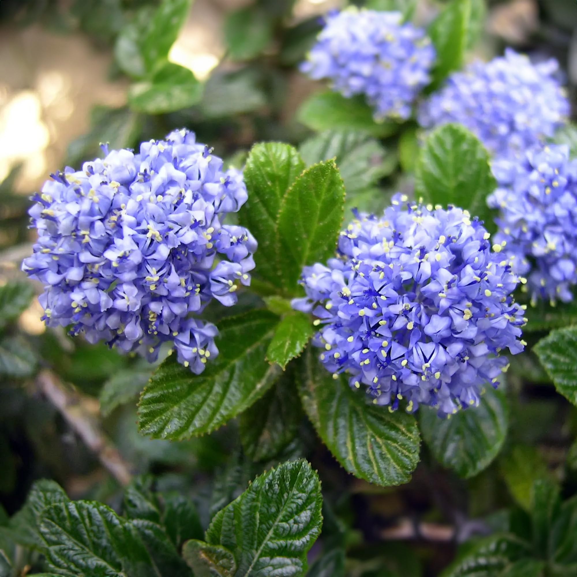 Albero Ceanothus Victoria | Alberi di Lilacca Californiana in Vaso per Piccoli Giardini.