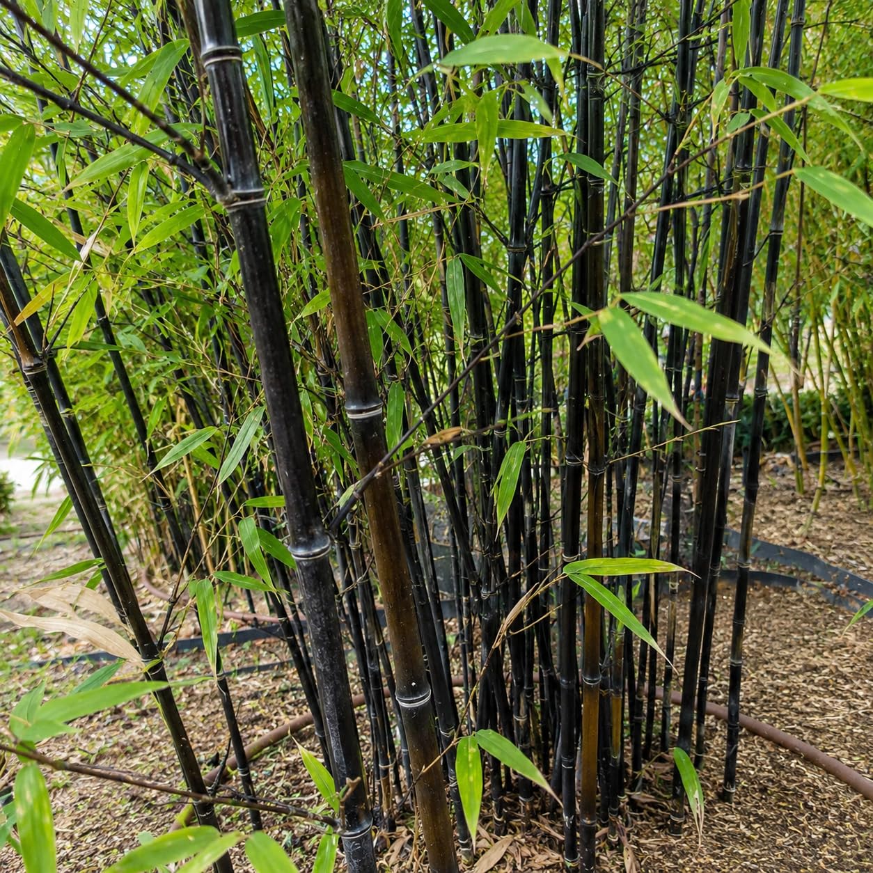 Bambù Nero Phyllostachys nigra, Pianta Ornamentale da Esterno, 150/200 cm, Vaso 28, Verde, 1 Esemplare