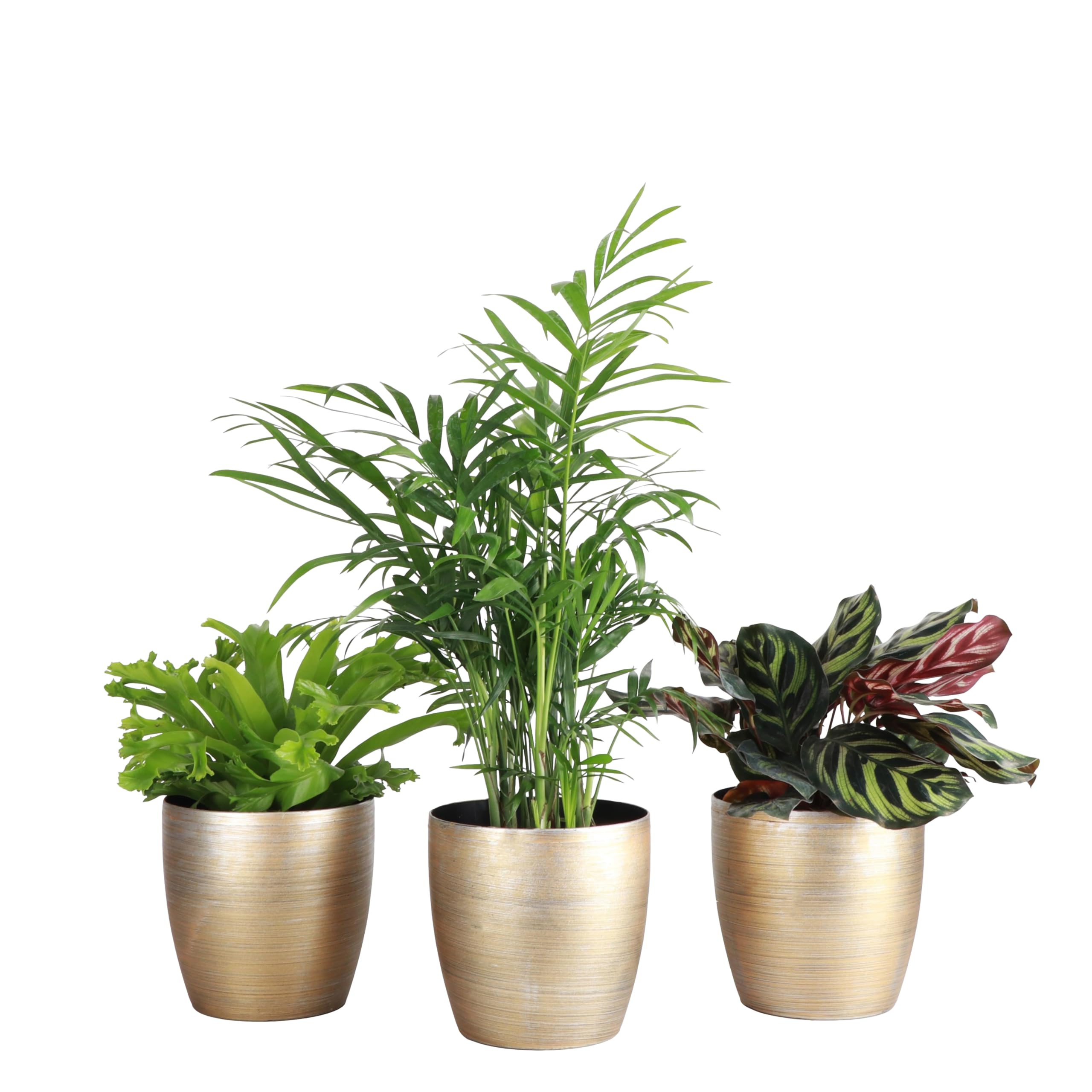 indoor yucca cane plant Yucca Gigantea Staggered Cane - 14" Pot