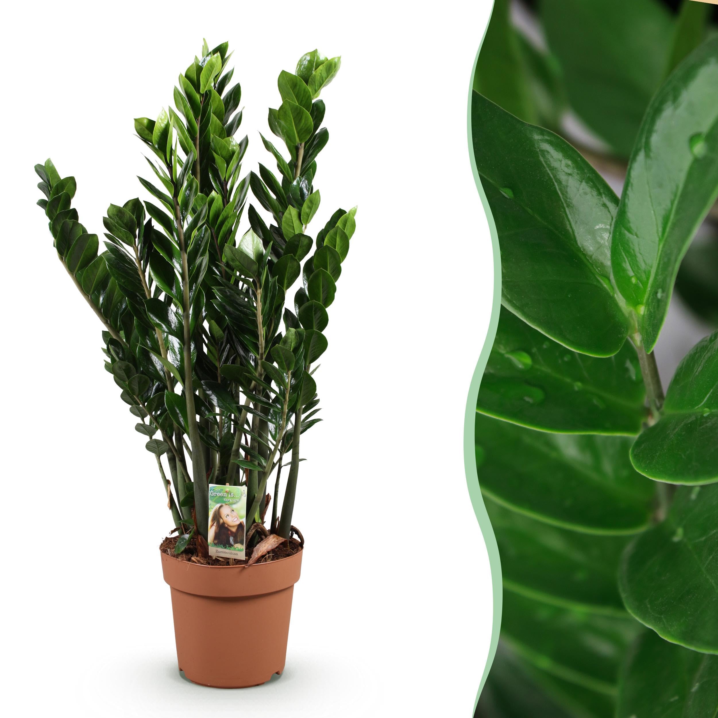 Zamioculcas - ZZ plant - Pflegeleicht - Grün - 80-90cm - Ø21cm - Zimmerpflanze - Immergrün