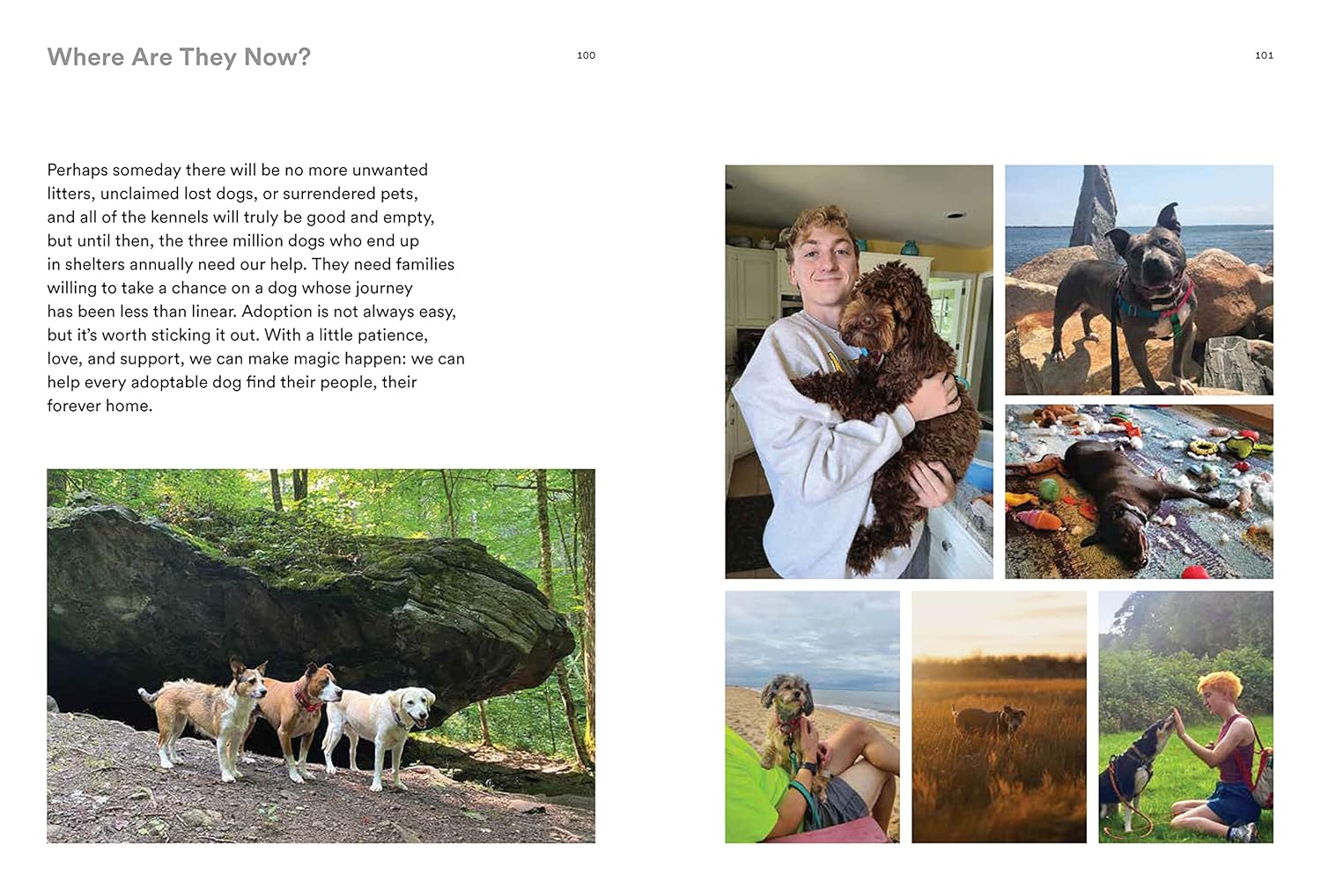 Forever Home: The Inspiring Tales of Rescue Dogs - Image 10