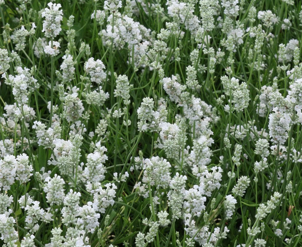 Stauden Gänge 10 x Lavandula angustifolia 'Alba' Echter Lavendel winterhart | Immergrüne Staude für Sonne, Blüte Juli bis August, mehrjährig, 9x9 cm Topf