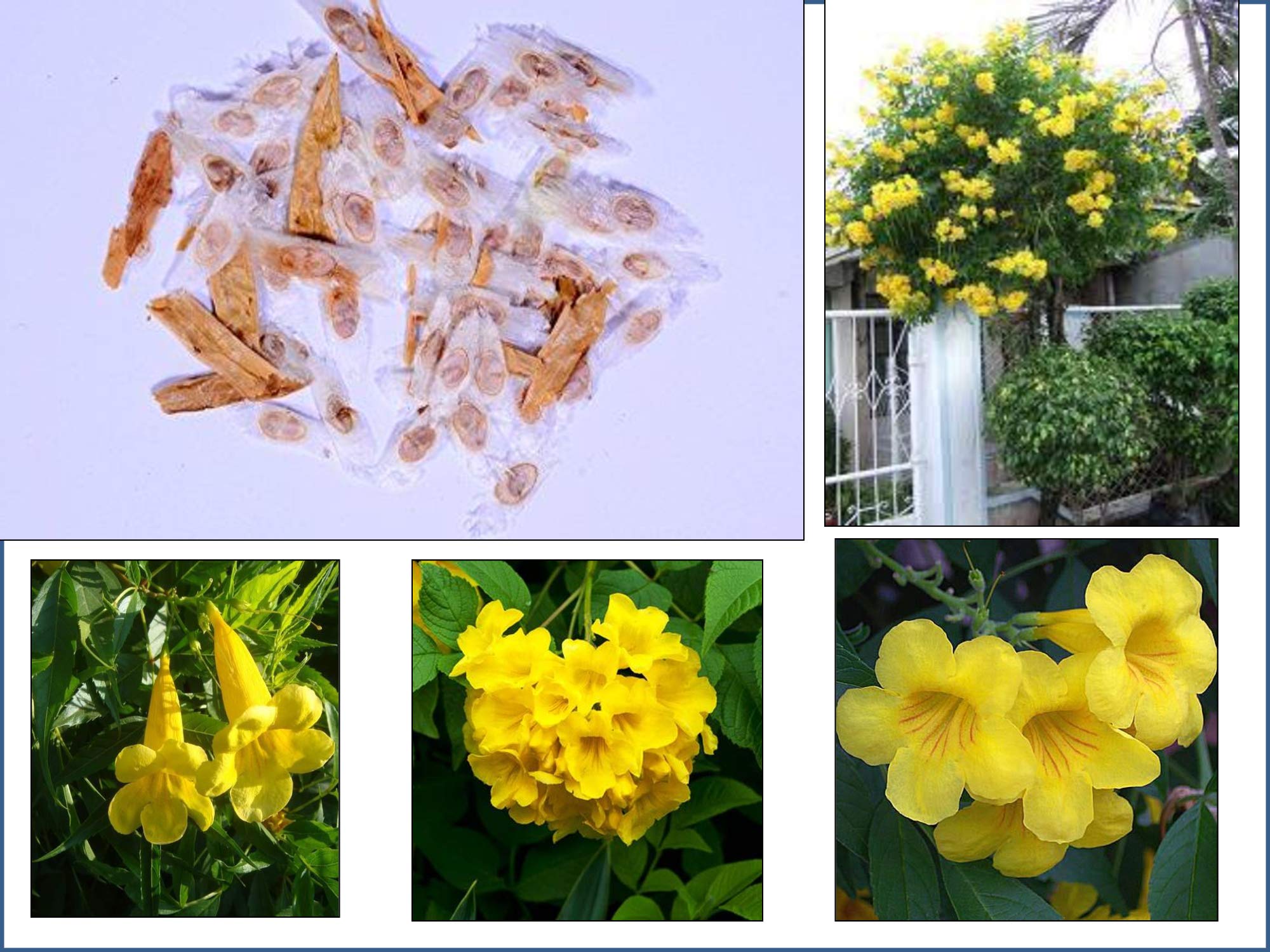 RK Seeds -Indian Tecoma Stans, yellow bell flower seeds,Yellow Color Flower Tree Seeds-Ornamental Plant Flower Seeds-Live Fencing Tree seeds (Tecoma stans seeds) ornamental flower seeds Pack of 50 g (B07MN5TFL5) Amazon Price History, Amazon Price Tracker