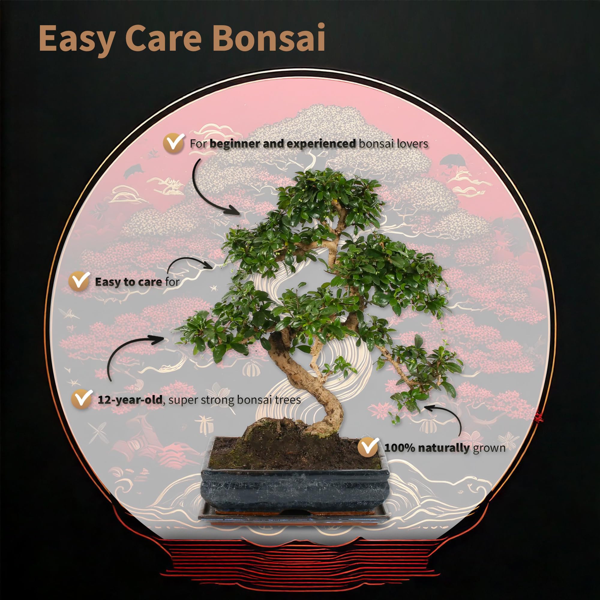Vdvelde․com - Bonsai Baum Carmona 35 cm, Zimmerpflanze mit Keramikschale | Komplettes Pflegeset mit Buch und Dünger, pflegeleicht für Einsteiger, dekorativ im Büro oder Wohnraum