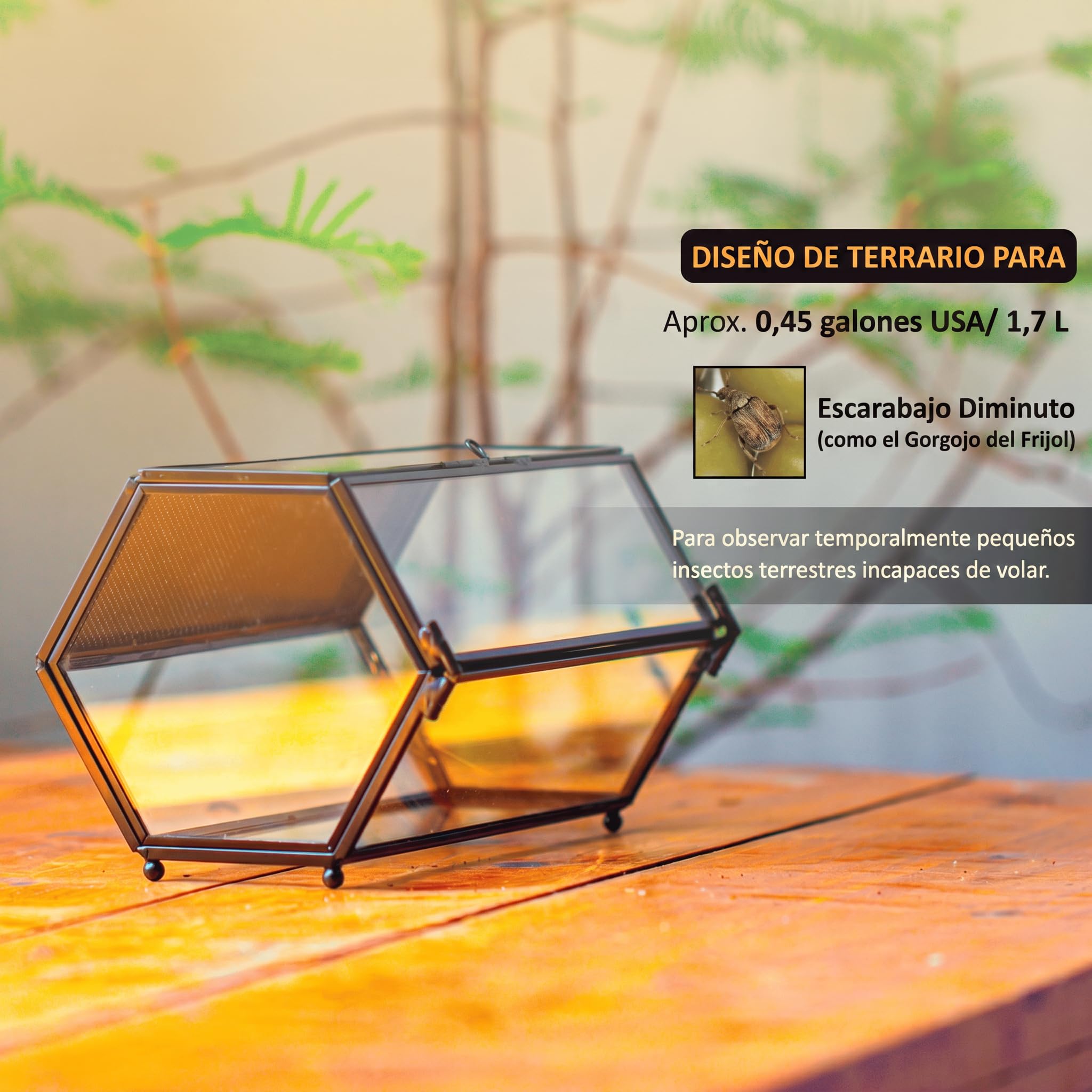 NCYP 20x11,5x10 cm Mini terrario de Cristal con Malla y Puerta para arañas saltadoras, hábitat de Insectos pequeños, terrario de suculentas en Forma Hexagonal (Solo terrario, sin Plantas)