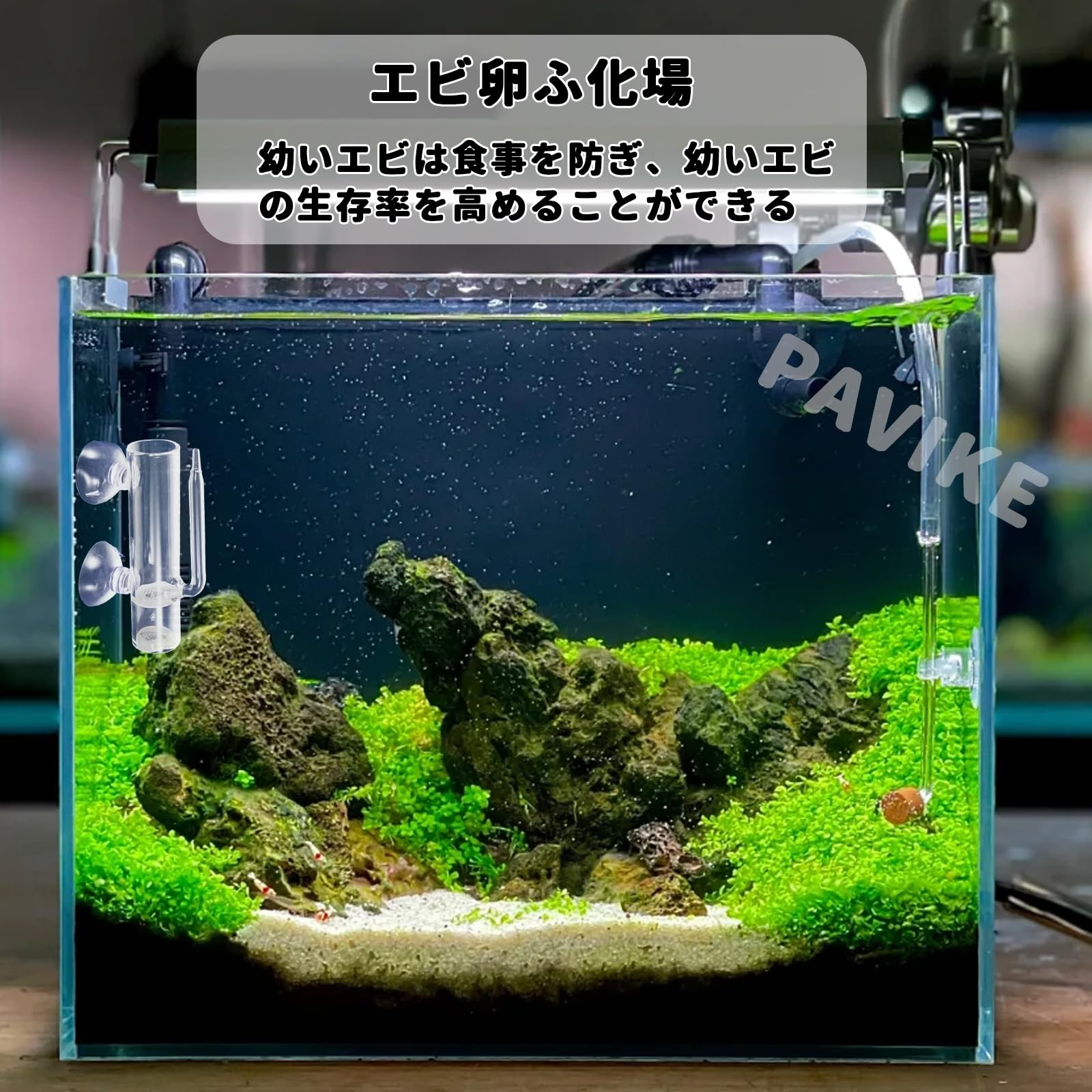 Amazon | 産卵箱 エビ シュリンプインキュベーター 繁殖 エビ