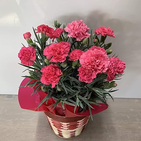 Amazon 22母の日ギフト 鉢植え カーネーション Pピンク５号 底面給水カゴラッピング 母の日カード付き 観葉植物 オンライン通販