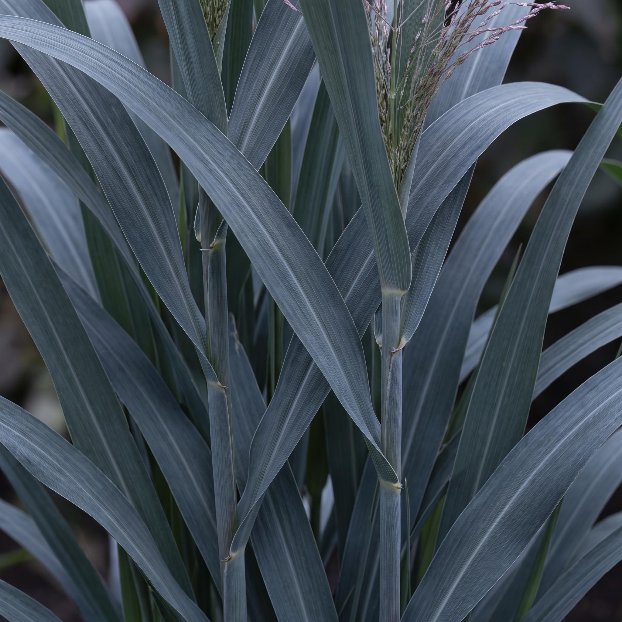 Stauden Gänge 10 x Panicum virgatum 'Dallas Blues' Blaue Rutenhirse