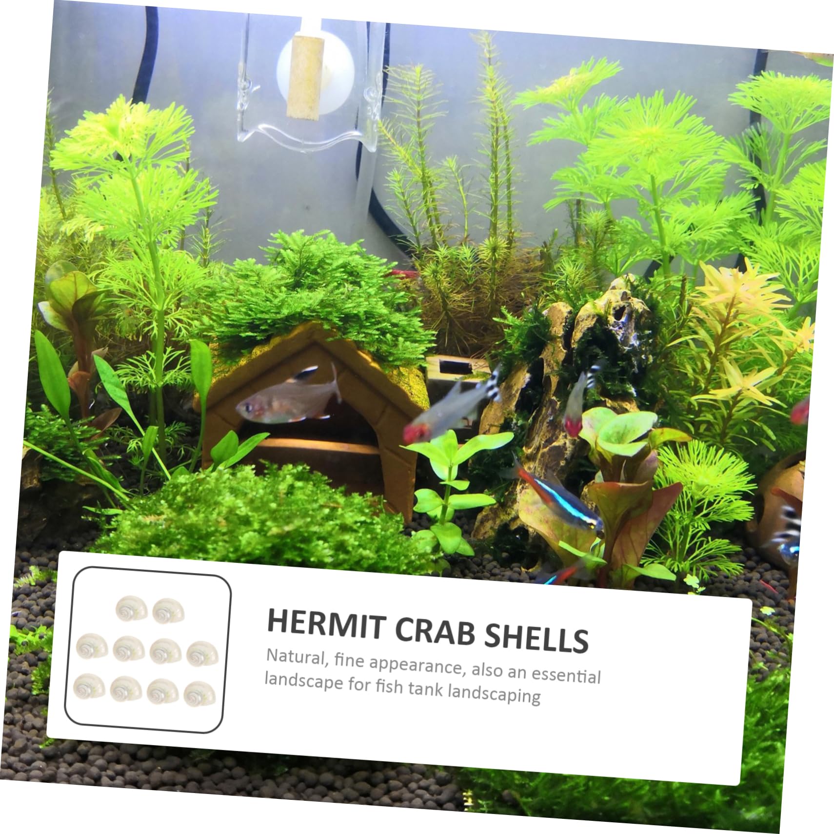 Alipis 2 Series Concha De Cangrejo Ermitaño Decoración del Acuario Caracola De Acuario Accesorios Pecera Concha De Mar Conchas De Cangrejo Ermitaño Adorno De Concha Decorativa 10 Piezas*2