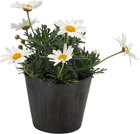 Amazon 花市場直送便 花苗 マーガレット 白 8入 Diy 工具 ガーデン