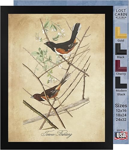 Towee Bunting by James Audubon - Marco biselado negro de 12 x 16 pulgadas, decoración artística enmarcada para pared, reproducción de pinturas de