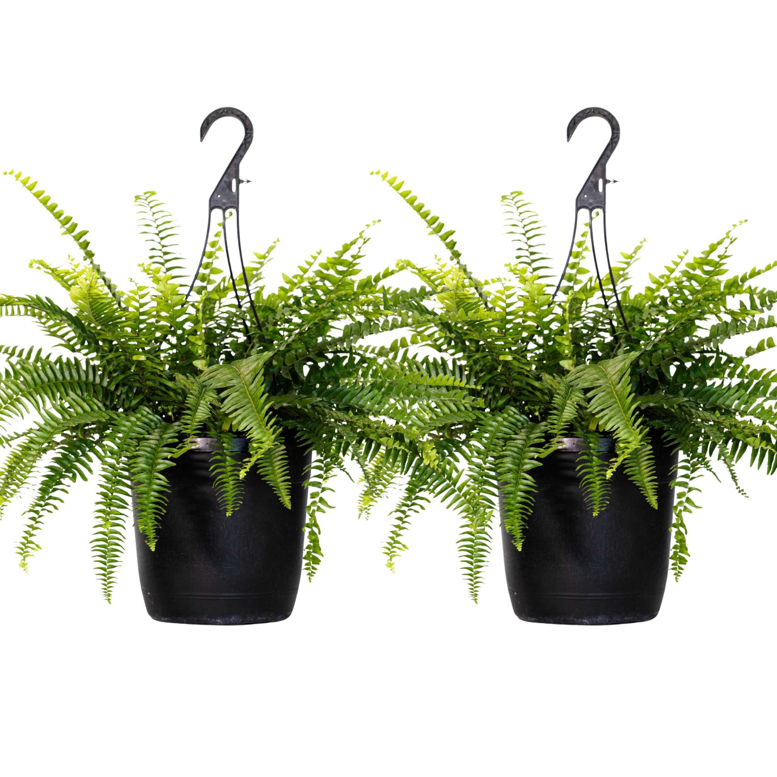 United Nursery Boston Fern 2-Pack