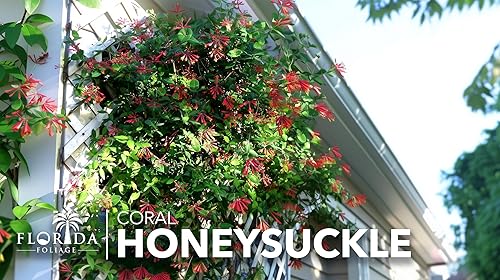 Miniatura 3 de Madreselva coral  3 plantas vivas  Lonicera Sempervirens  Atrae colibríes, flores de trompeta roja, enredaderas de rápido crecimiento, bajo