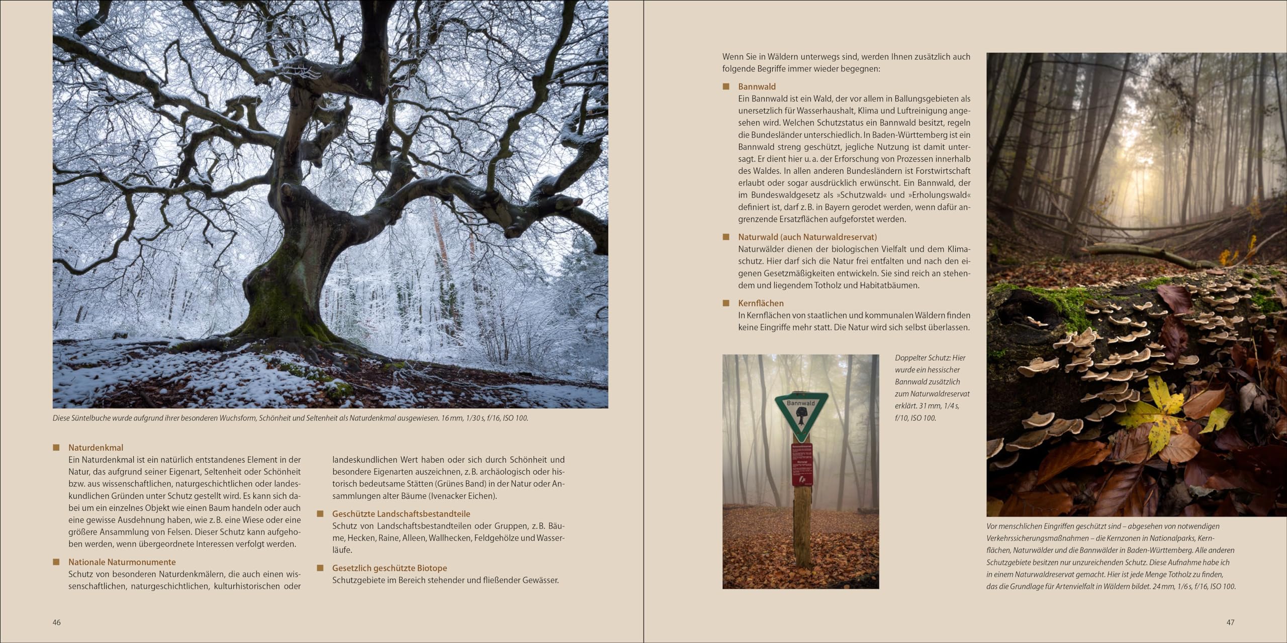 Geheimnisse der Waldfotografie: Die faszinierende Welt der Bäume verstehen und stimmungsvoll in Szene setzen