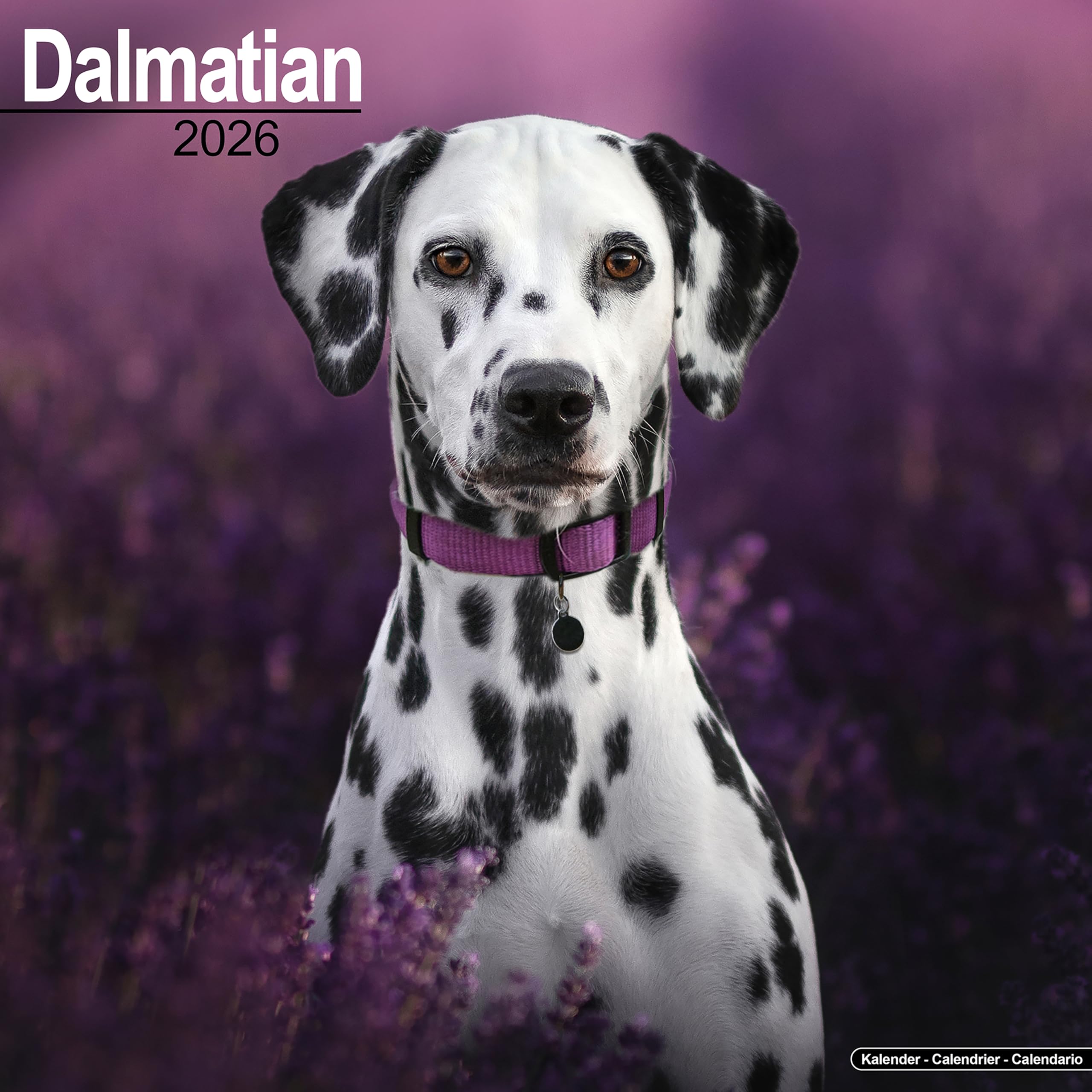 Dalmatian 2026 Calendar | Square Wall Calendar | Dog Breed Gift | Plastic Free Packaging | by Avonside Publishing
