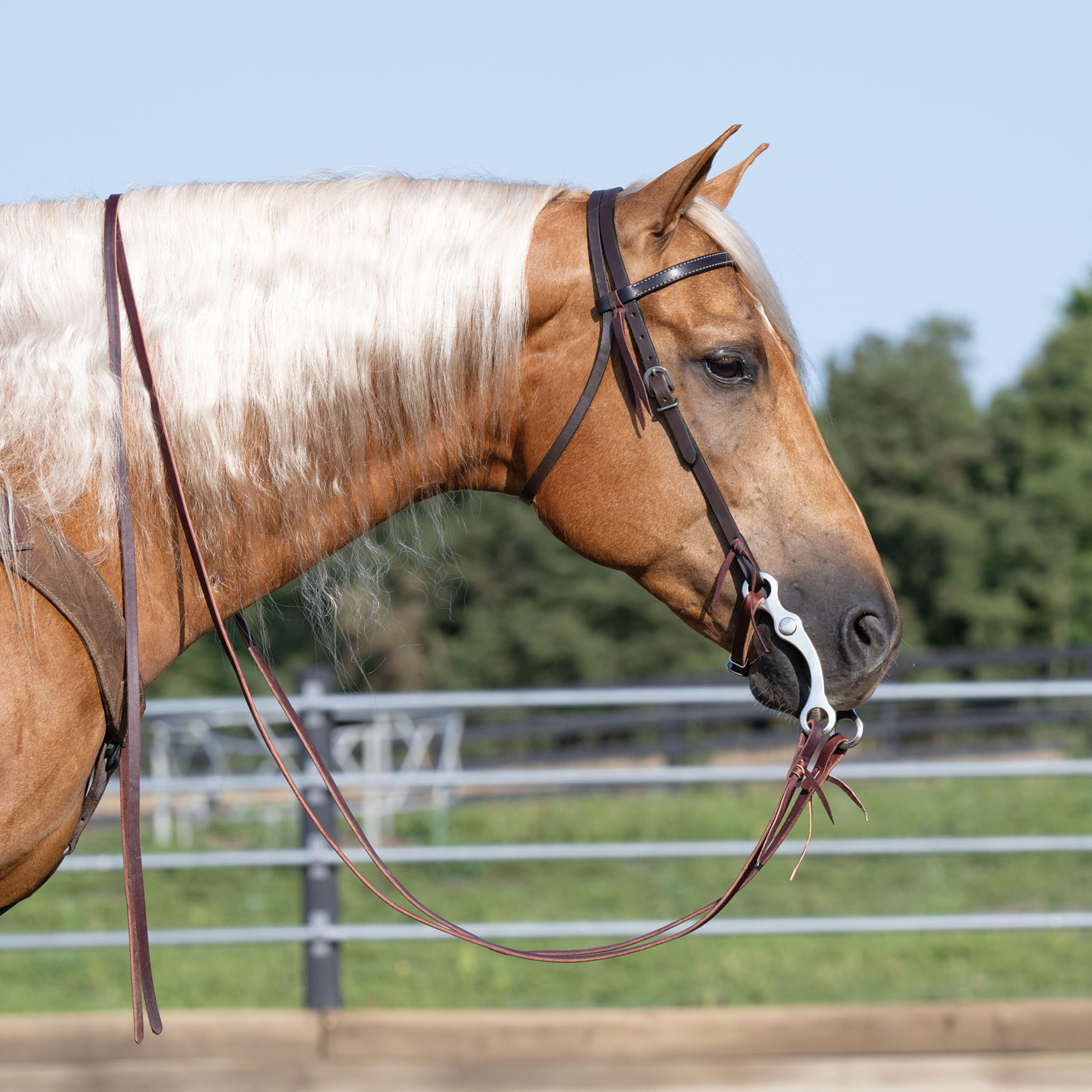 Turchese Croce 45 – 0150 Skirting Leather Browband Headstall, Horse Size, Scuro Oliato