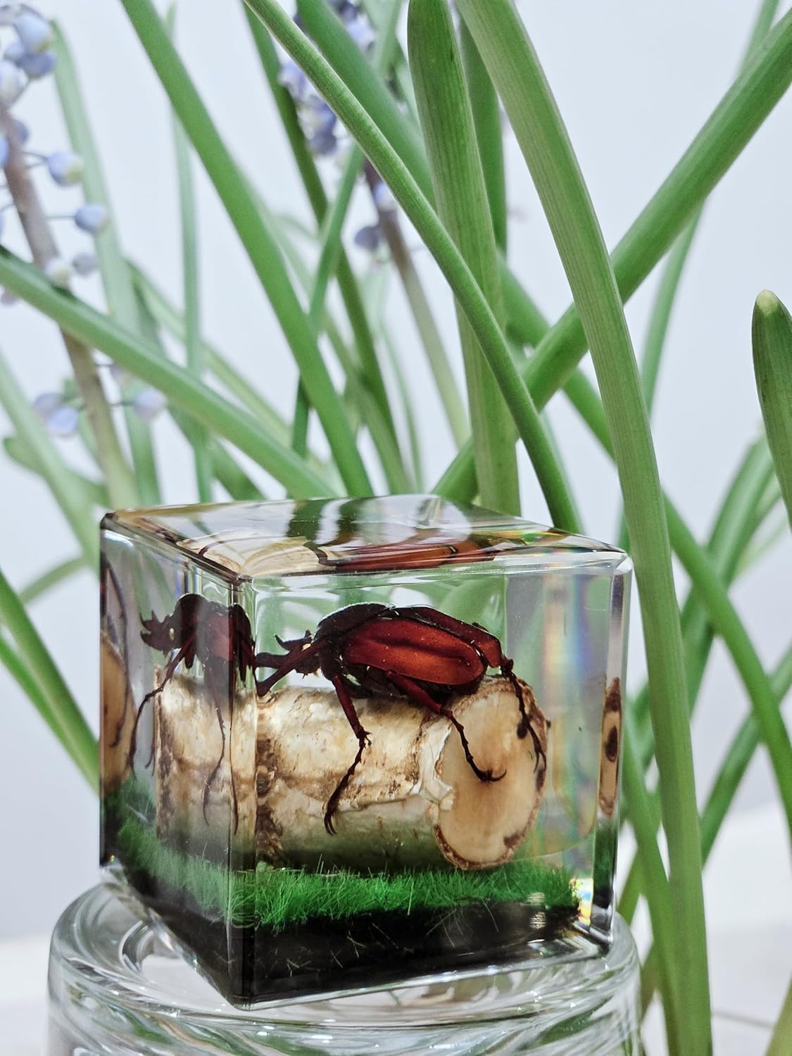 Insects' Cubic Scope, Real Insect Collection, Resin Bug Specimen, Biology Scientific Educational Display, Crystal Cube Ornament, Nature Inspiration(Antler Horned Beetle)