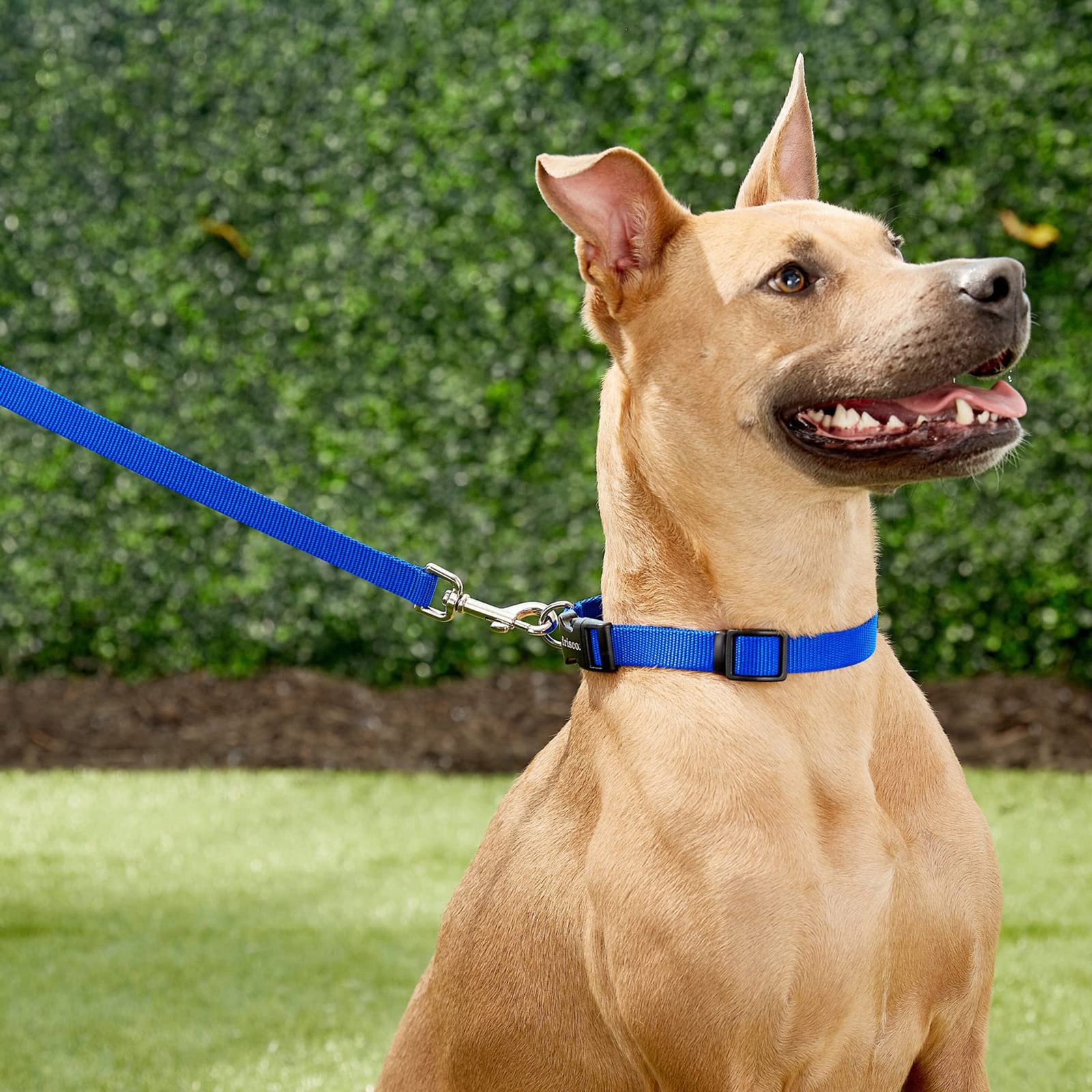 Generic Laisse rétractable pour Chien de 16,4 Pieds, très résistante, pour Chien ou Chat de Taille X-Small/Small/Medium/Large. Légère et Non emmêlante, Elle s'attache d'une Seule Main