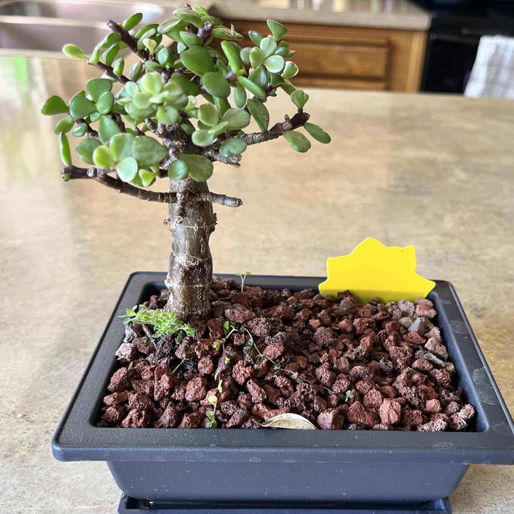 Amazon.com: KINJOEK 3 PCS 14 Inch Plastic Bonsai Pots, Large