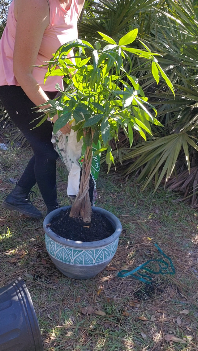 Amazon.com: American Plant Exchange Money Tree  10-Inch Pot, Live Bonsai  Houseplant, Easy Care Indoor Plant for Home, Office, or Garden Decor :  Grocery & Gourmet Food