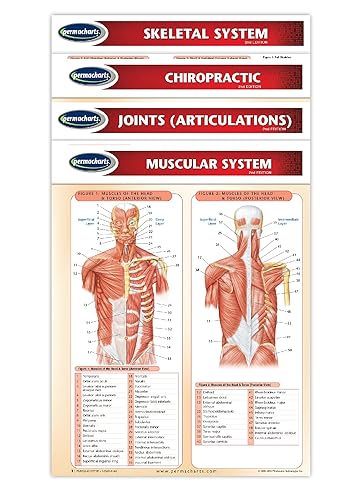 CHIROPRACTIC Medicina Guías4Gráfico BundleMedical Quick Guías de referencia by permacharts
