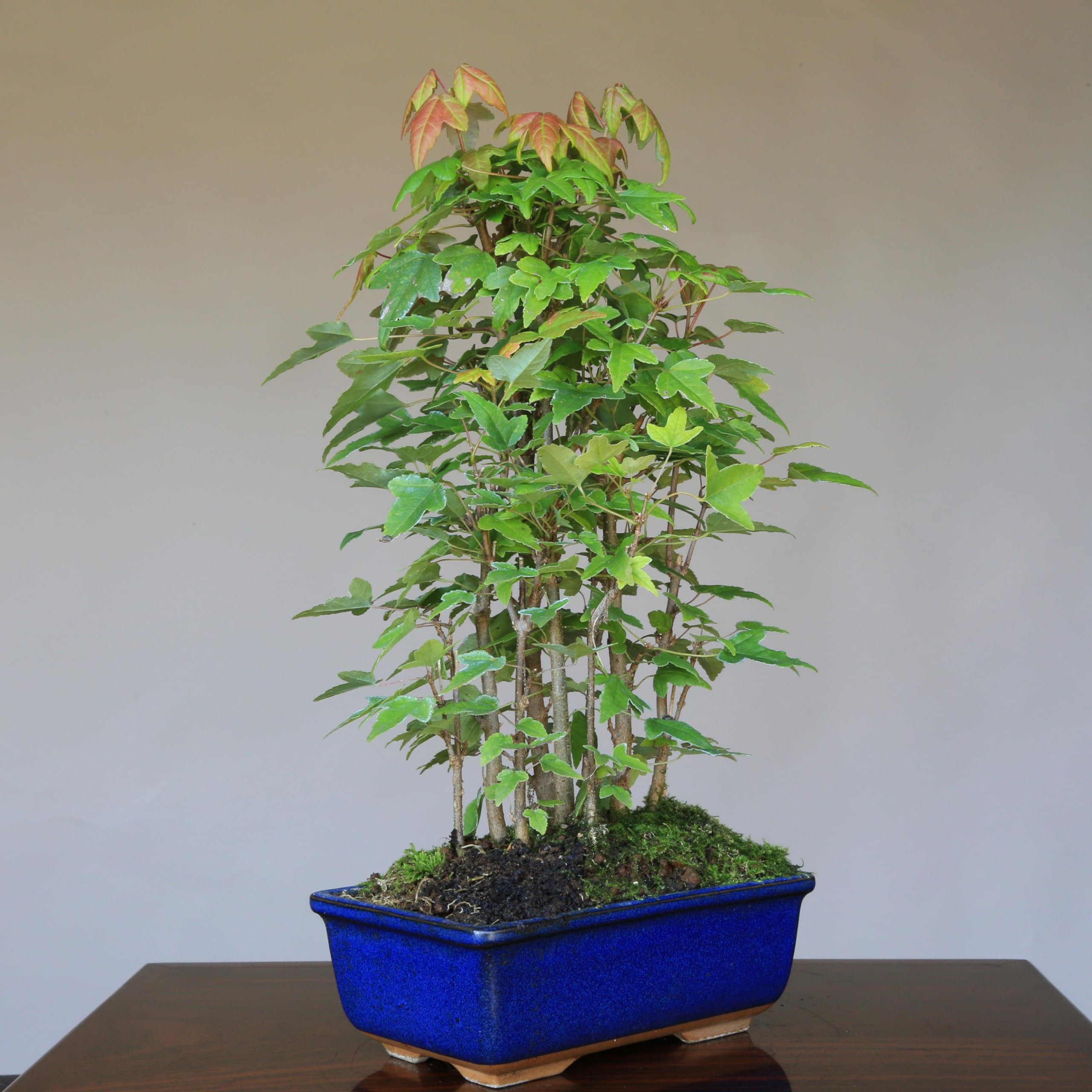 Amazon.co.jp: カエデ【楓】寄せ植え 小品盆栽【泰寿園Online】 : DIY