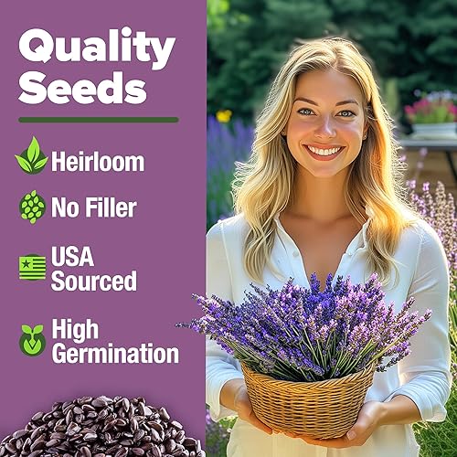 Miniatura 9 de HOME GROWN Kit de semillas de lavanda y girasol, paquete de 2 con 1,500 lavanda inglesa y más de 520 semillas de girasol de mamut sin OMG de EE.